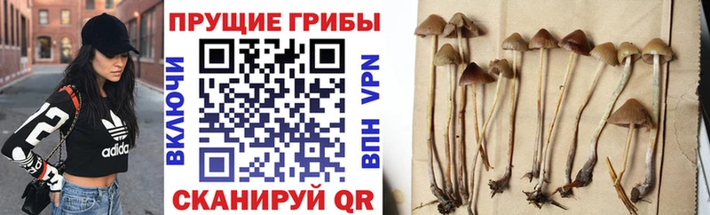Псилоцибиновые грибы MAGIC MUSHROOMS Новозыбков